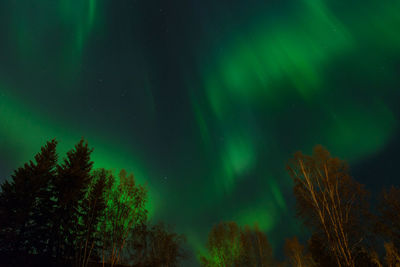 View of trees against star field at night