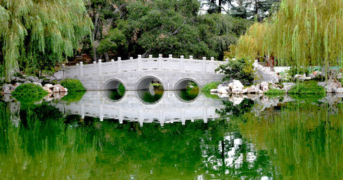 Reflection of trees in pond