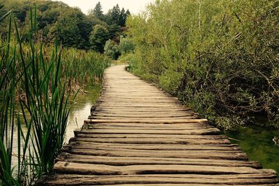 Narrow pathway along plants