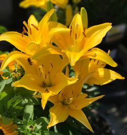 Close-up of yellow day lily blooming outdoors