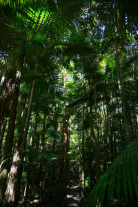 Low angle view of palm trees in forest