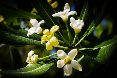 Close-up of white flowering plant