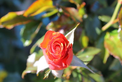 Close-up of red rose