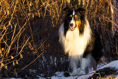 View of dog in snow
