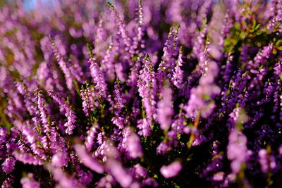 Close-up of pink flowers