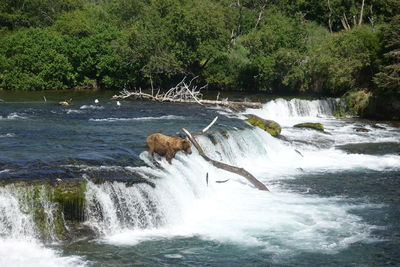 Scenic view of waterfall