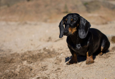 Dachshund dog on sand