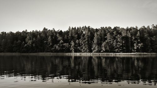 Reflection of trees in water