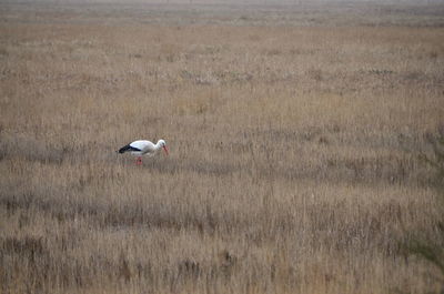 Bird on grass