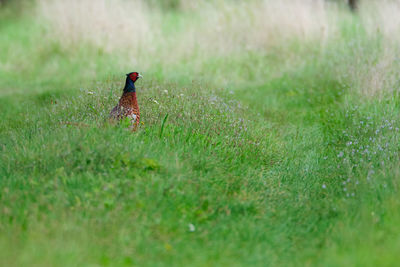 Bird perching on a field