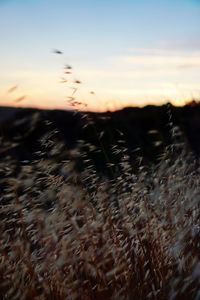 Blurred motion of silhouette field against sky during sunset