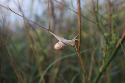 Close-up of plant on twig