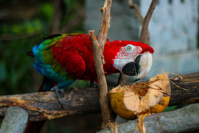 Close-up of parrot perching on tree