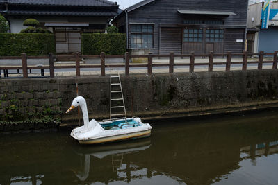 Swan in a lake