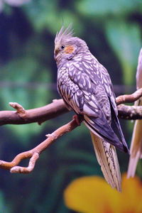 Close-up of bird perching on branch