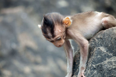 Cute monkeys in the forest
