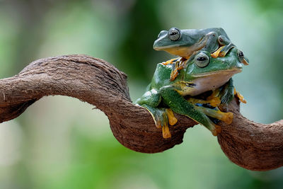 Close-up of frog on branch