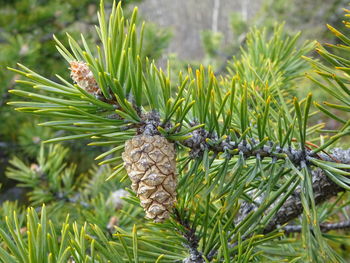 Close-up of pine cone on plant