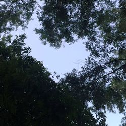 Low angle view of trees against sky