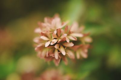 Close-up of pink flowers