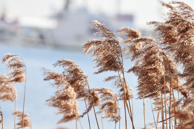Dry reed stalks growing on banks of river, industrial background. river cane thicket, close up.