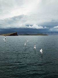 Swans swimming in sea