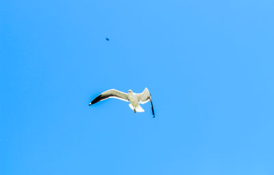 Low angle view of seagull flying against clear blue sky