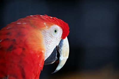 Close up of parrot head