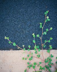 Plant growing outdoors