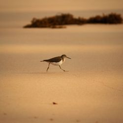 Side view of a bird on beach