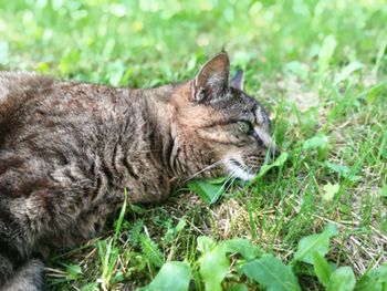 Close-up of cat resting on grass
