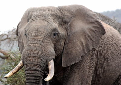 Close-up of elephant