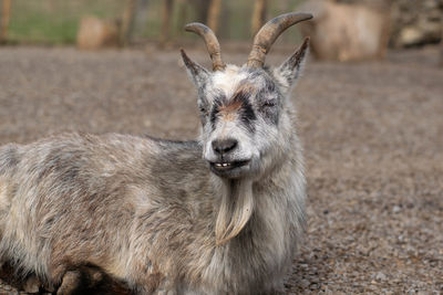 Portrait of goat on land