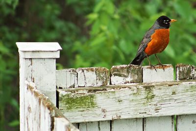 Close-up of bird perching on wood