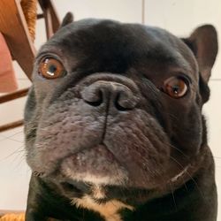 Close-up portrait of a dog