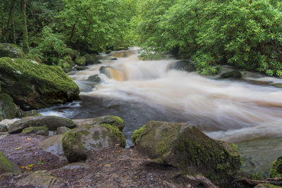 Scenic view of waterfall in forest