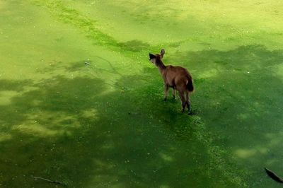 Deer on grass