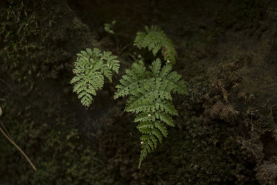 Close-up of plant