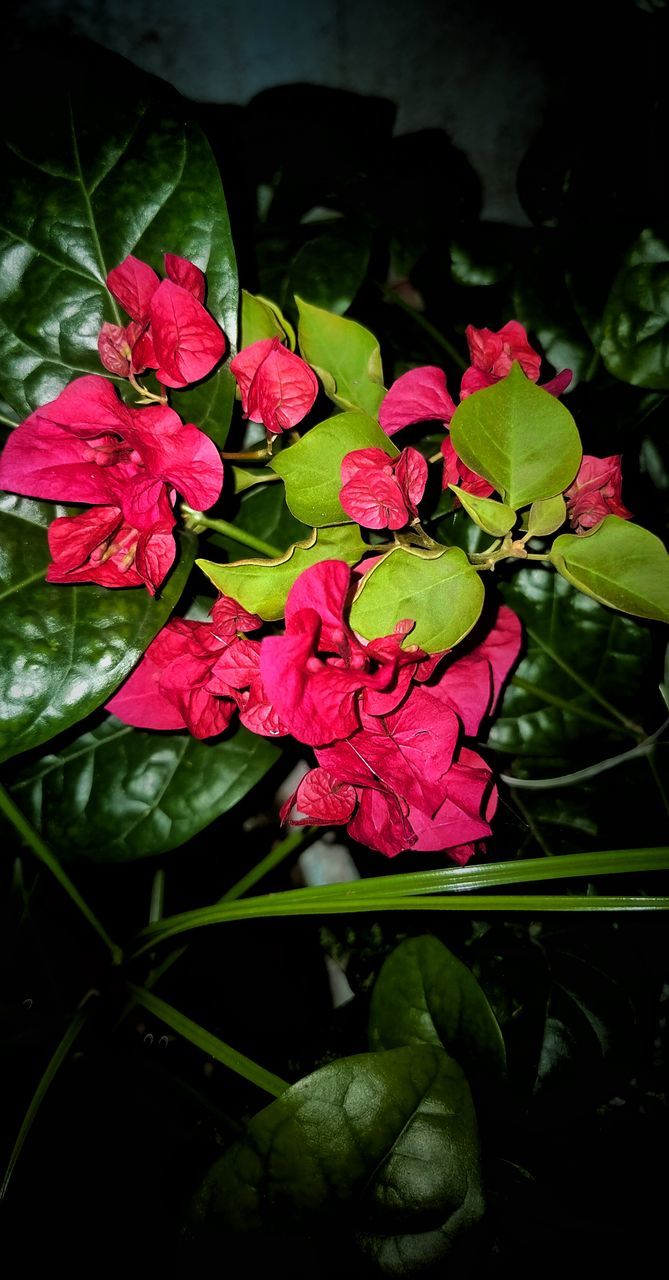 plant, flower, flowering plant, freshness, beauty in nature, leaf, plant part, green, nature, pink, close-up, petal, red, fragility, growth, flower head, inflorescence, no people, floristry, rose, macro photography, outdoors