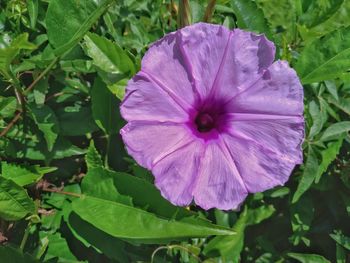 Close-up of wet purple flower