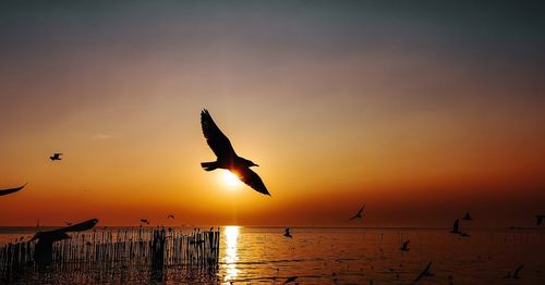 Seagulls flying in sky during sunset