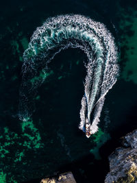 Close-up of jellyfish in sea