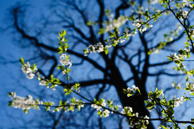 Flowers and leaves lit by the sun