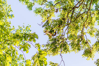 Low angle view of eagle flying against sky