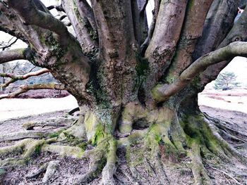 Close-up of tree trunk