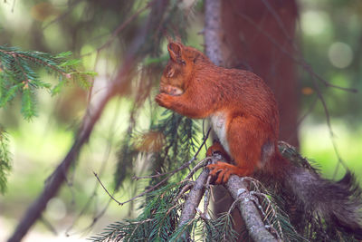 Red squirrel sitting on a tree praying before eating