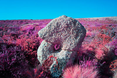 View of an animal on rock