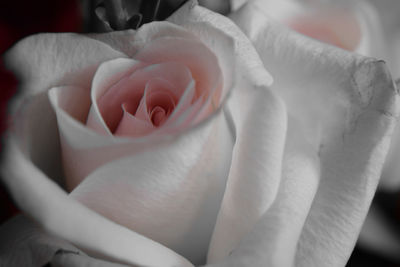 Close-up of flowers