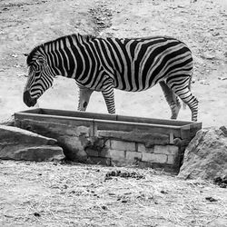 Zebra in zoo