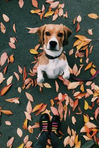 High angle portrait of dog on leaves during autumn
